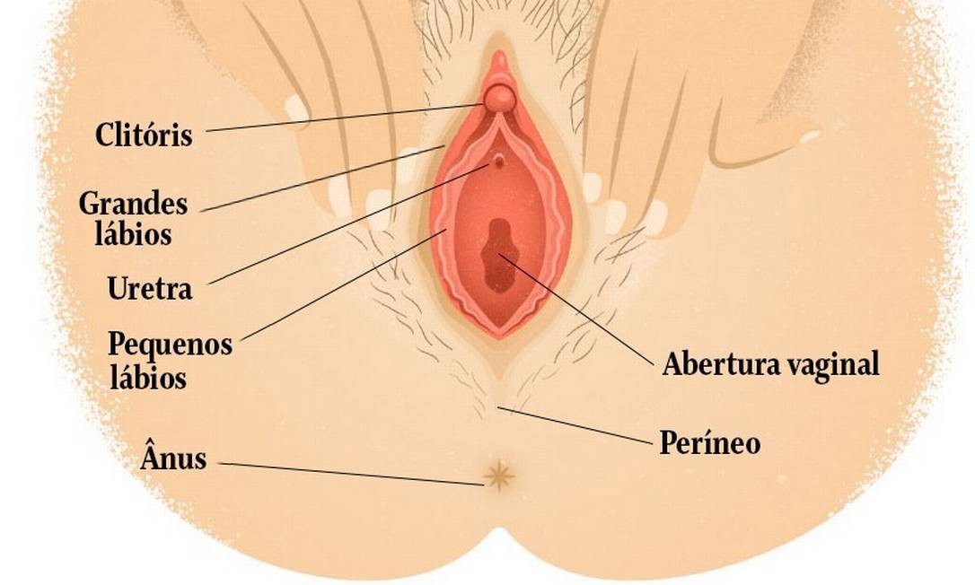 Ilustração indica as partes da vulva: clitóris, grandes e pequenos lábios protegendo a entrada da uretra e abaixo, da vagina; e logo abaixo, o períneo e o ânus Foto: WikiCommons
