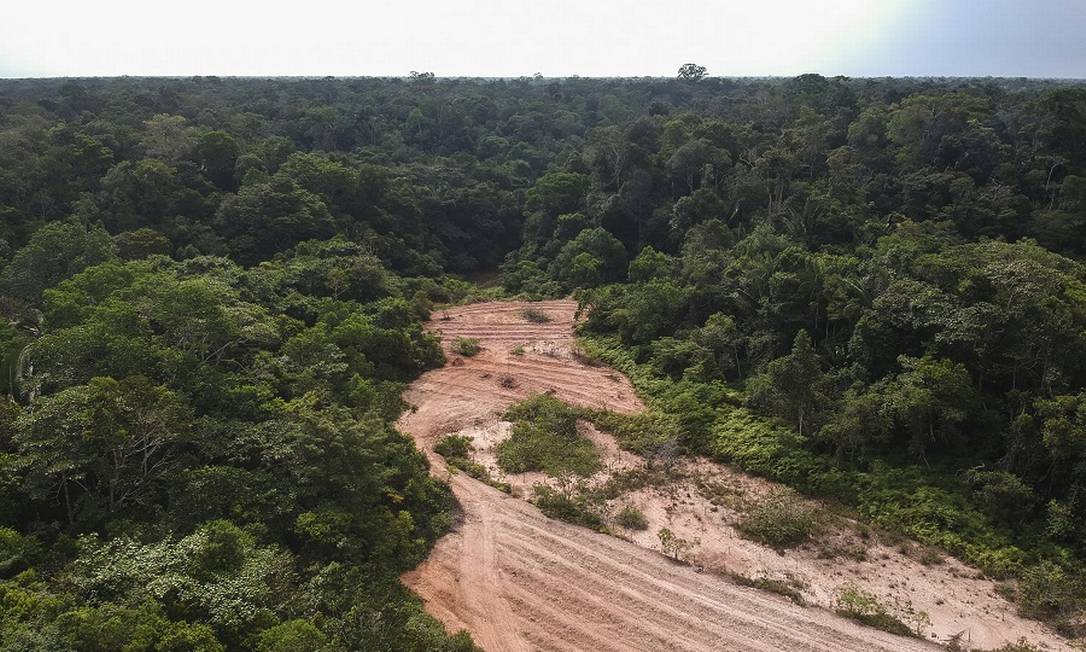 Desmatamento na Amazônia: gado teria sido comprado de áreas ilegais Foto: Gabriel Monteiro / Agência O Globo