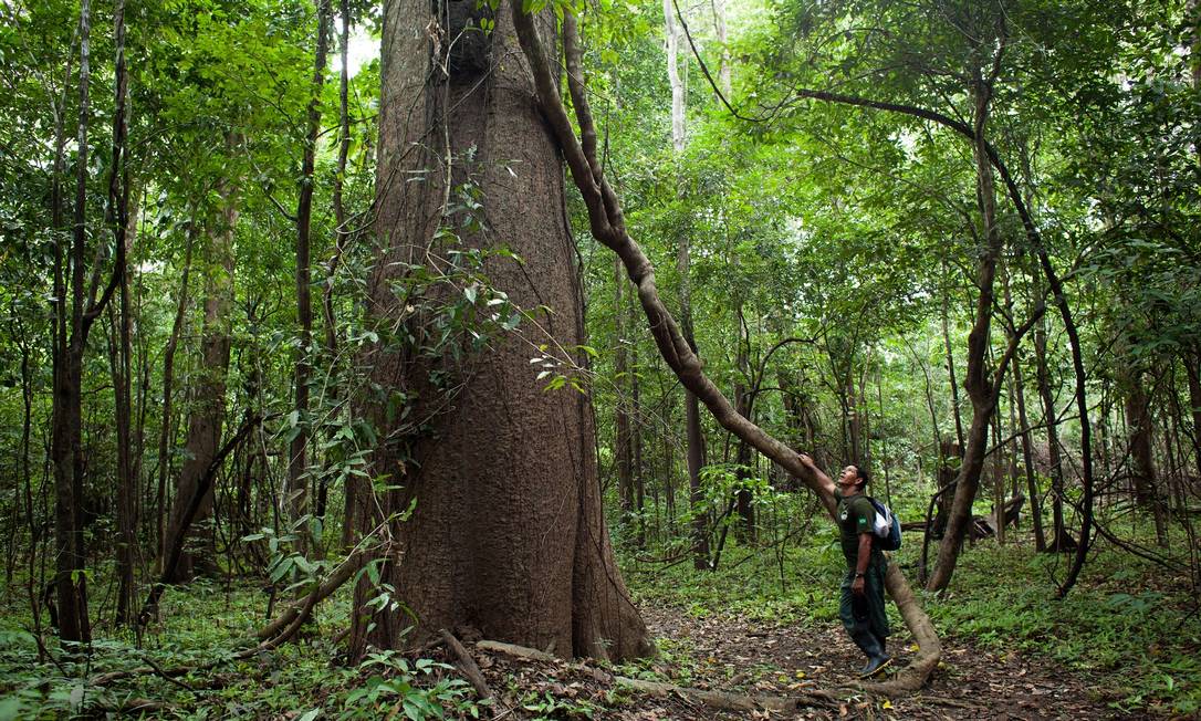Guia da pousada Uacari, do Instituto Mamirauá, aos pés de uma árvore gigante em plena floresta amazônica Foto: Rafael Forte / Divulgação
