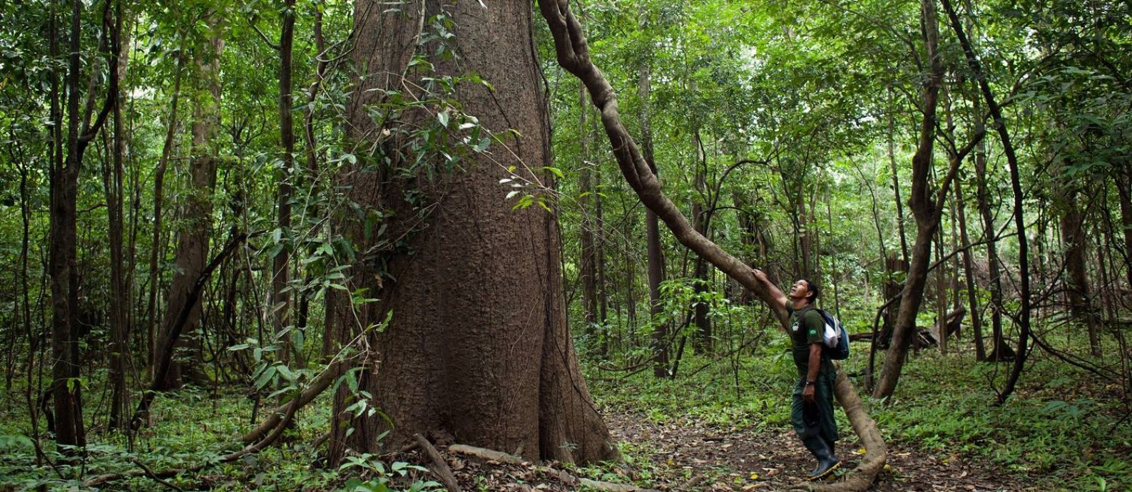 Guia da pousada Uacari, do Instituto Mamirauá, aos pés de uma árvore gigante em plena floresta amazônica Foto: Rafael Forte / Divulgação