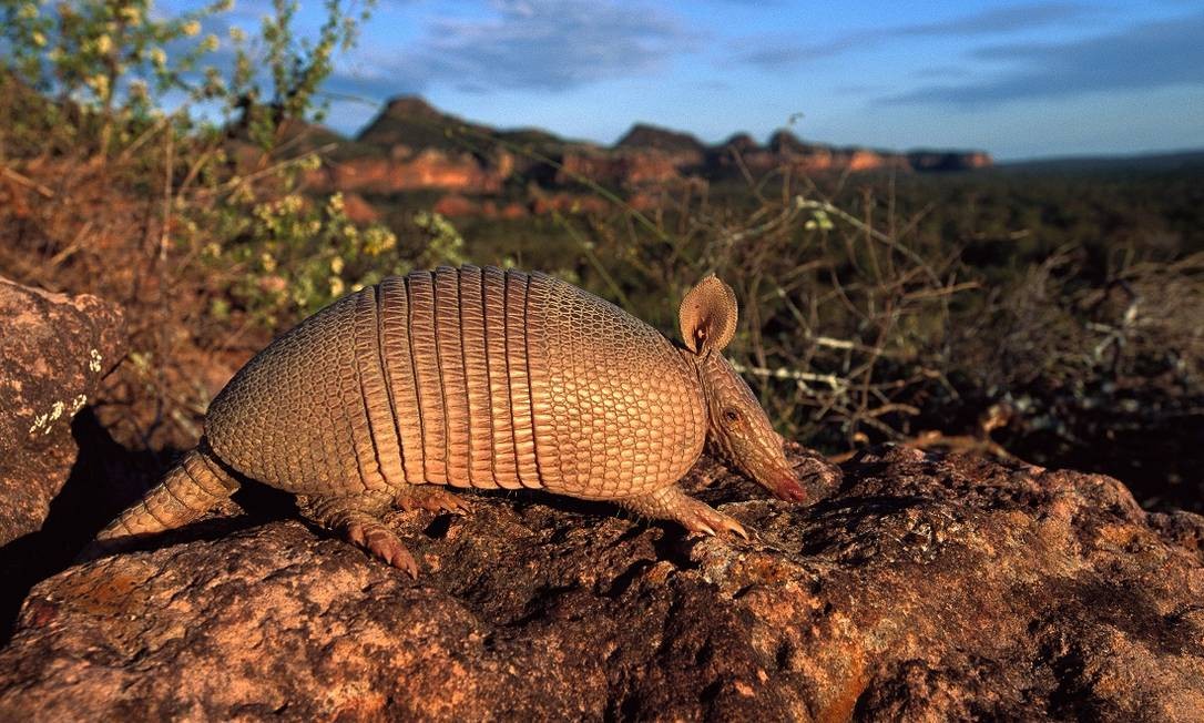 Tatu no Cerrado brasileiro, um dos destinos para 2021 apontados pela revista "National Geographic Traveler" Foto: Pete Oxford / Minden Pictures / NatGeo / Divulgação