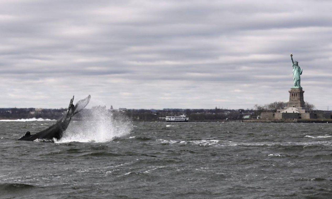 Baleia jubarte surge perto da Estátua da Liberdade nesta foto tirada de um barco no porto de Nova York, na cidade de Nova York, EUA Foto: STRINGER / REUTERS
