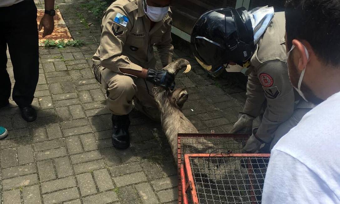 Bicho-preguiça foi resgatado pelo Corpo de Bombeiros. Foto: Divulgaçao/MetrôRio