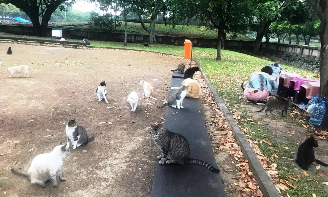 Parque Para Gatos Gatos