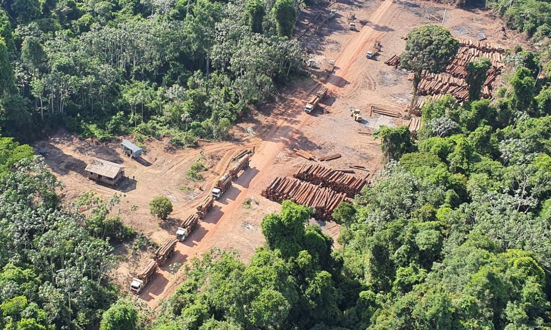 PF faz maior apreensão de madeira da história na Amazônia, entre o Pará e o Amazonas. Ao todo, mais de 131 mil metros cúbicos da madeira foram apreendidos nos últimos dias Foto: Divulgação/Polícia Federal