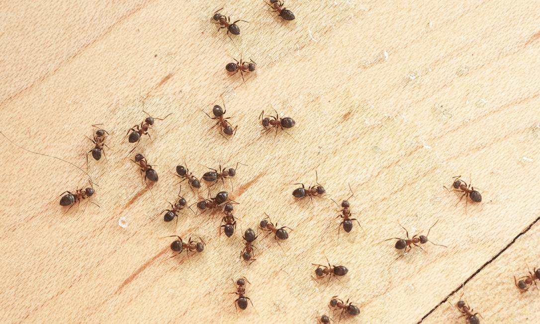 Picadas de formigas podem causar reações alérgicas mais graves Foto: STEPHAN ZABEL 