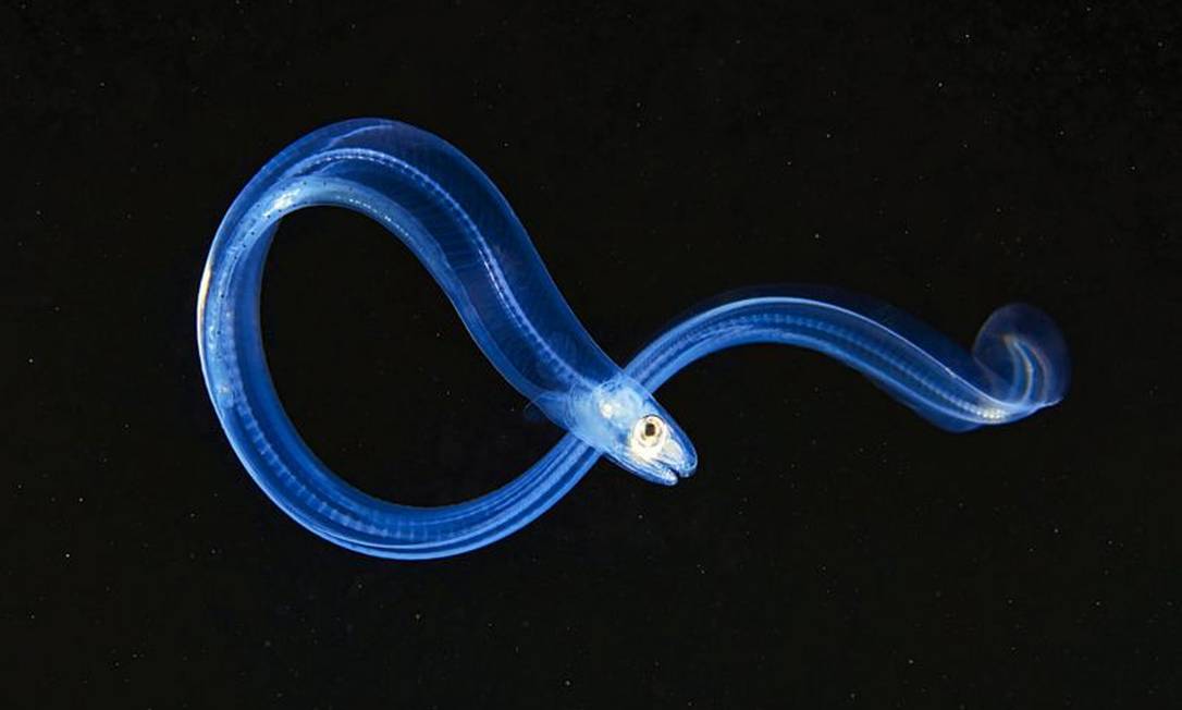 Freud e as enguias o enigma que levou psicanalista a procurar por meses os testículos desses