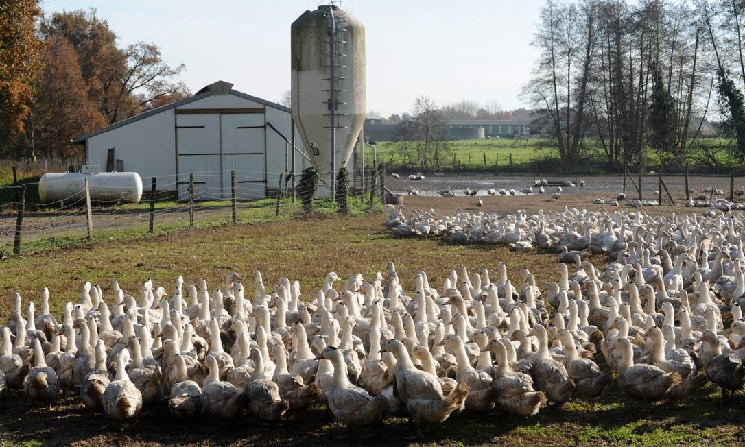 França sacrificará mais 'centenas de milhares' de patos para conter gripe aviária