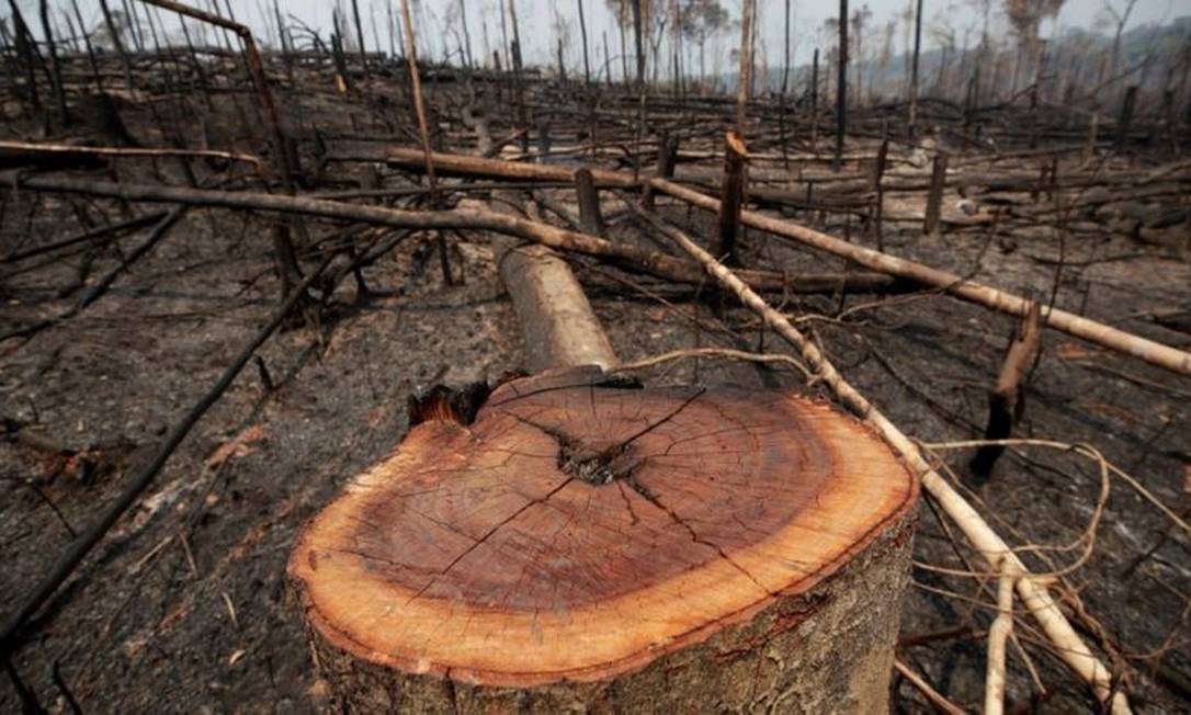 Sob governo Bolsonaro, desmatamento e queimadas na Amazônia aumentaram Foto: REUTERS