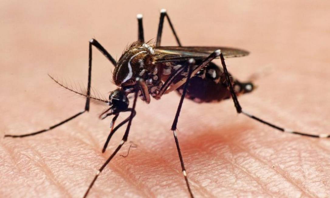 O mosquito Aedes aegypti é o principal transmissor de dengue, zika e chikungunya em regiões urbanas do Brasil Foto: JOAO PAULO BURINI/GETTY IMAGES