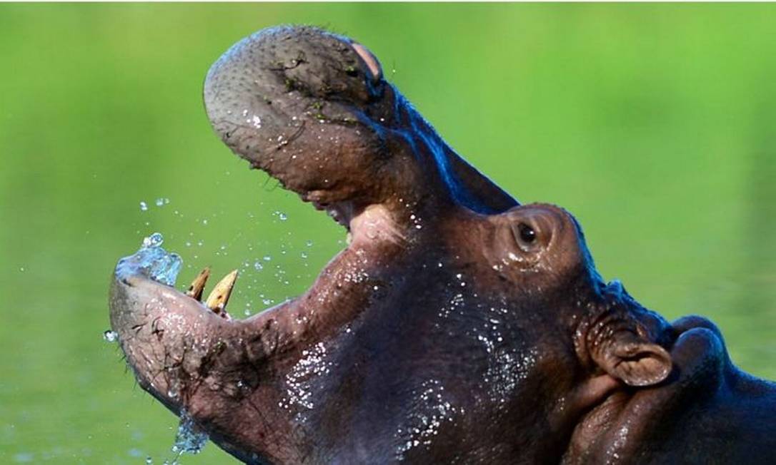 Os hipopótamos levados por Pablo Escobar para seu zoológico particular se multiplicaram e invadiram o rio Magdalena Foto: Getty Images