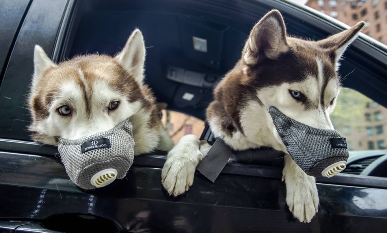Cães usam máscaras faciais no Lower East Side de Nova York, em abril de 2020, em meio à pandemia de coronavírus Foto: BRITTAINY NEWMAN / The New York Times