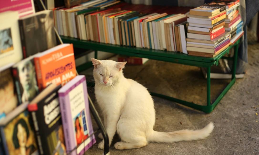 Livraria Belle Époque, no Méier, em 2019 Foto: Gabriela Fittipaldi / O Globo