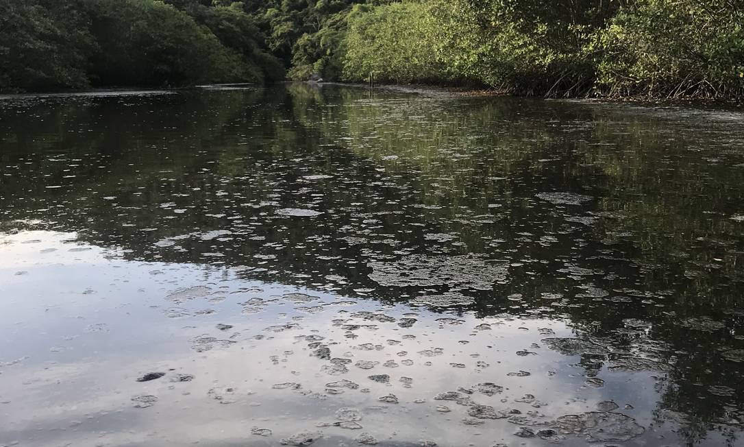 
Nas águas do Canal do Camboatá, ambientalistas identificaram material sólido em suspensão, formando uma espécie de nata
Foto:
Divulgação
/
Katia Medeiros DuBois
