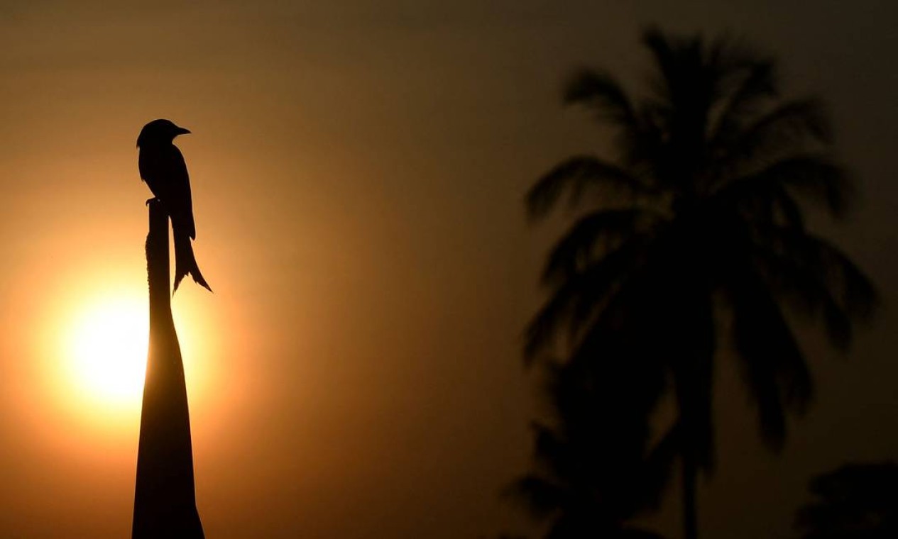 TOPSHOT - Um pássaro pousa em uma cerca enquanto o sol nasce em Piliyandala, nos arredores de Colombo, em 23 de fevereiro de 2021. (Foto: LAKRUWAN WANNIARACHCHI / AFP) Foto: LAKRUWAN WANNIARACHCHI / AFP