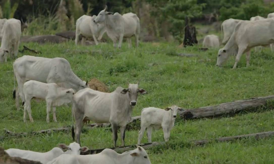 Fazenda de gado na região de Monte Negro (RO) Foto: Reprodução