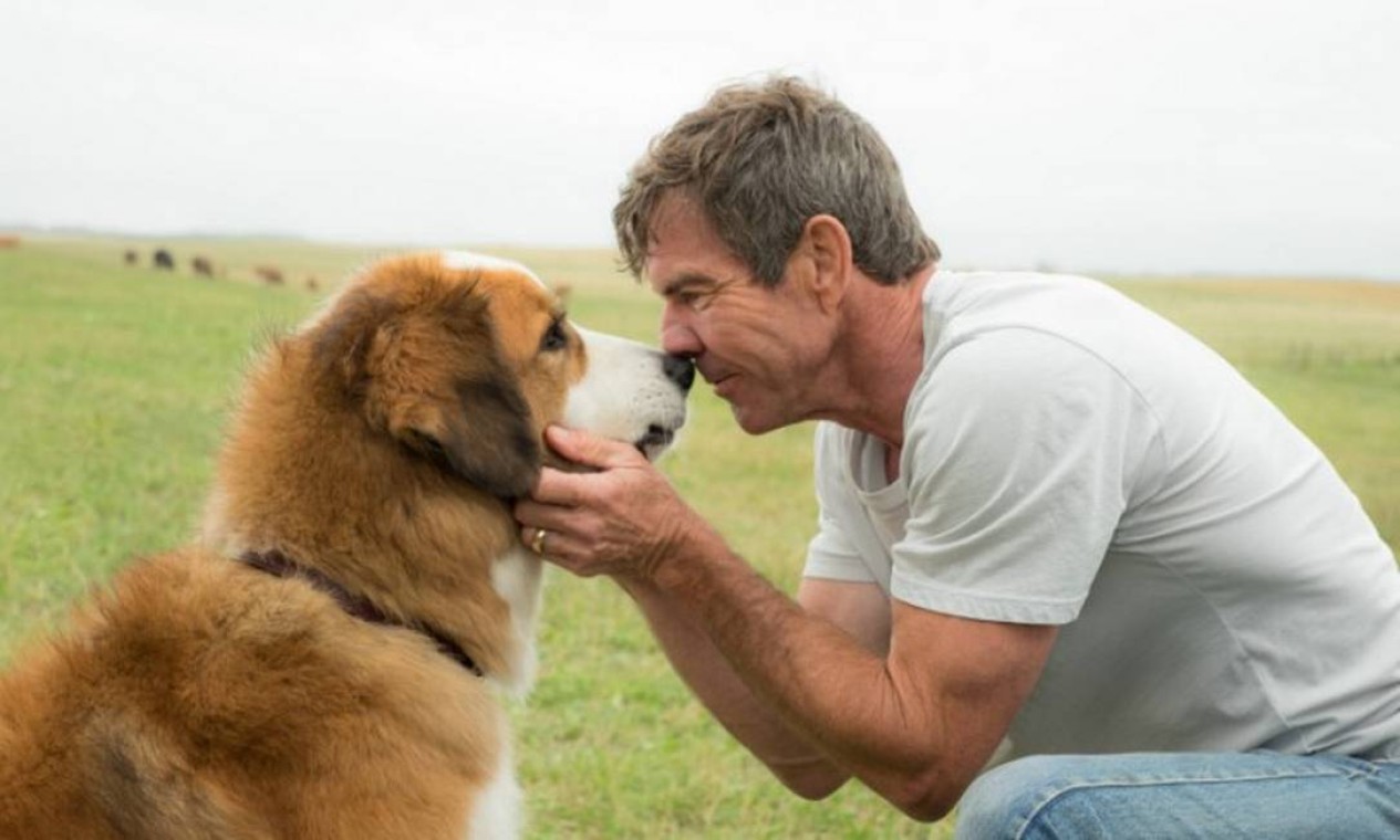 Sessão da Tarde hoje exibe filme sobre amizade entre um cão e seus donos -  Jornal O Globo