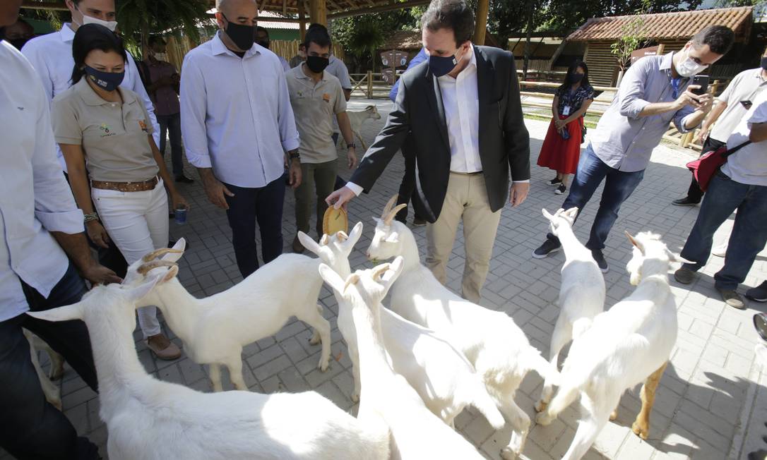 Zoo Do Rio Comemora Aniversário De Leão Simba Com Promessa De Namorada ...