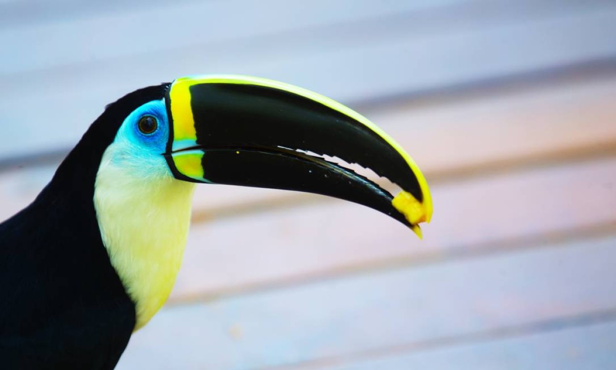 Veja fotos do BioParque do Rio, o novo zoológico da cidade - Jornal O Globo