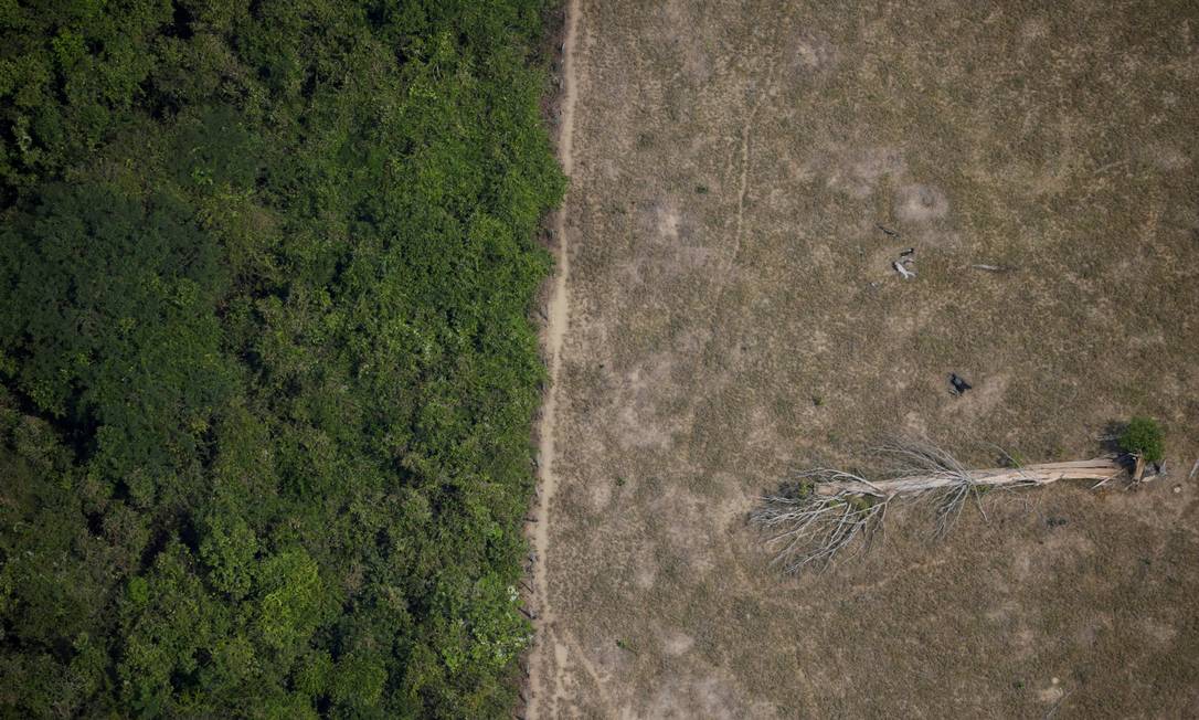 FILE PHOTO: A fallen tree lies in an area of the Amazon jungle that was cleared by loggers and farmers near Porto Velho, Rondonia State, Brazil, August 14, 2020. REUTERS/Ueslei Marcelino/File Photo Foto: Ueslei Marcelino / Reuters
