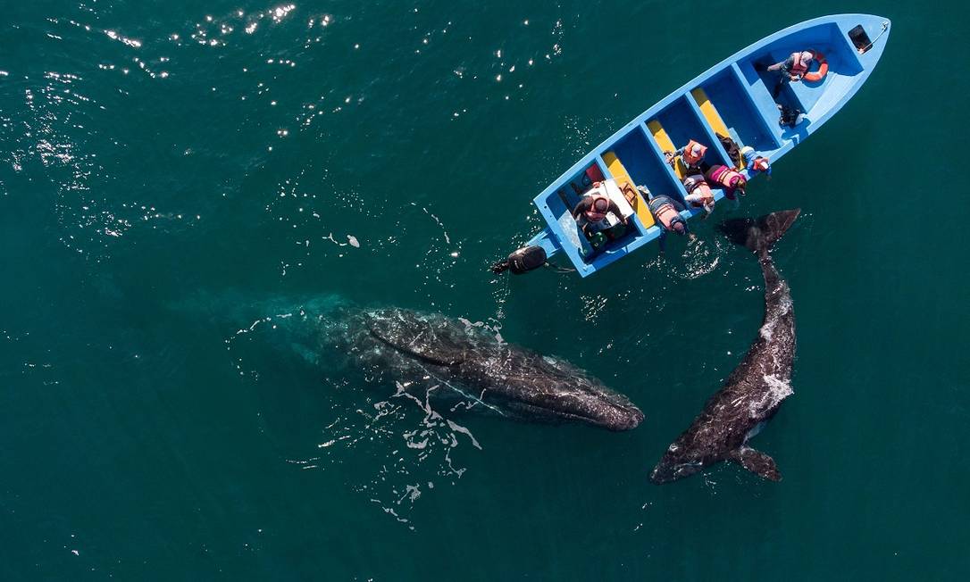 En México renace el turismo de avistamiento de ballenas en medio de una epidemia: ver fotos