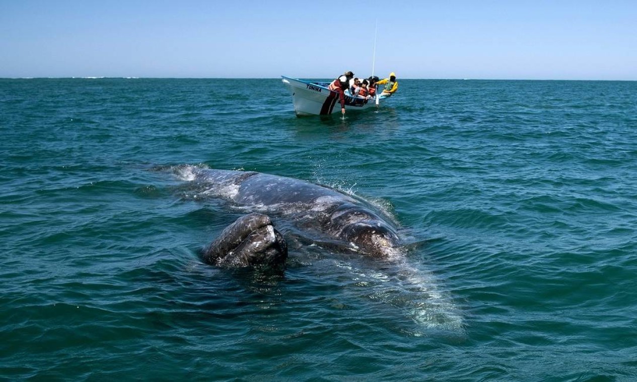 Em pequenos barcos, turistas chegam perto de baleias-cinzentas na Laguna de Ojo de Libre, em Guerrero Negro, no estado mexicano da Baja California Sur Foto: GUILLERMO ARIAS / AFP