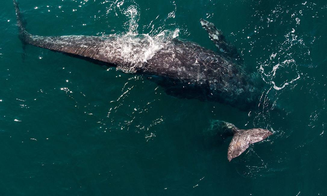 El Santuario de ballenas grises El Wiscaino, declarado Patrimonio de la Humanidad por la UNESCO, se encuentra en la península de Baja California, donde miles de ballenas grises migran desde Alaska cada año para reproducirse.  Foto: Guillermo Arias / AFP