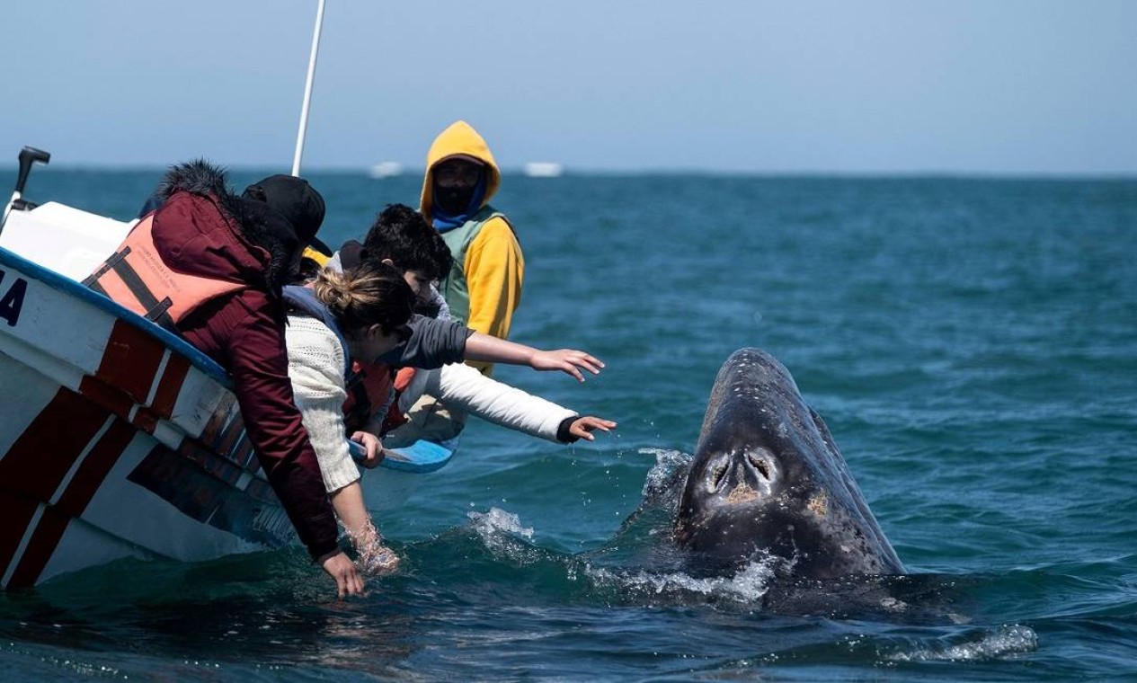 Em pequenos barcos, turistas chegam perto de baleias-cinzentas na Laguna de Ojo de Libre, em Guerrero Negro, no estado mexicano da Baja California Sur Foto: GUILLERMO ARIAS / AFP
