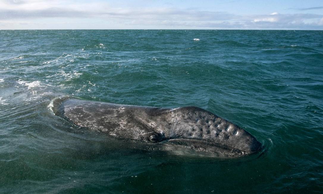 El Santuario de ballenas grises El Wiscaino, declarado Patrimonio de la Humanidad por la UNESCO, se encuentra en la península de Baja California, donde miles de ballenas grises migran desde Alaska cada año para reproducirse.  Foto: Guillermo Arias / AFP