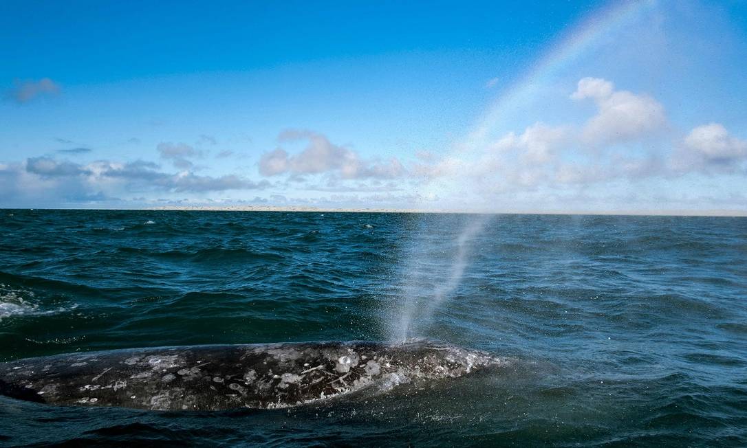 Reserva ecológica clasificada como Patrimonio de la Humanidad por la UNESCO, el Santuario de Ballenas Grises El Wiscino se encuentra en la Península de Baja California, donde miles de ballenas grises migran desde Alaska cada año para reproducirse.  Foto: Guillermo Arias / AFP