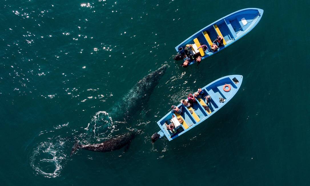En pequeñas embarcaciones, turistas llegan cerca de las ballenas grises en la Laguna de Ojo de Libre en Guerrero Negro, Baja California, México Foto: Guillermo Arias / AFP