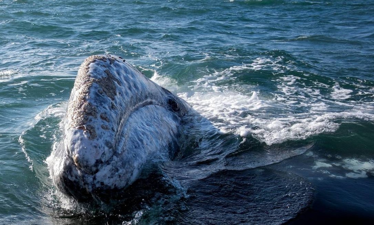 Reserva ambiental classificada como Patrimônio Mundial pela Unesco, o Santuário de Baleias-Cinzenas El Vizcaino fica na Península da Baja Califórnia, para onde, todos os anos, milhares de baleias-cinzentas migram do Alasca para se reproduzirem Foto: GUILLERMO ARIAS / AFP