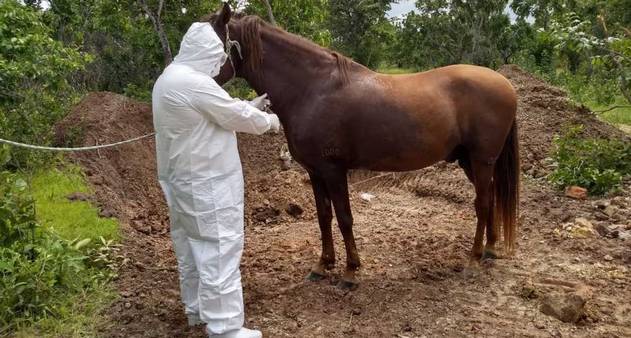 Surto viral mortal mata cavalos e traz pânico! - CompreRural