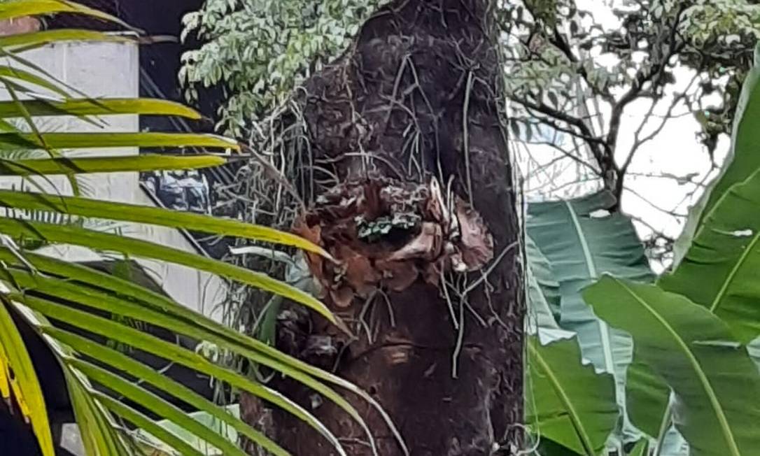 Árvore com erva-de-passarinho: segundo a Comlurb, proliferação da praga foi muito rápida Foto: Foto do leitor / Gisele Cunha