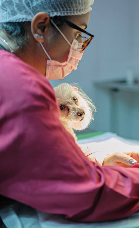 Poodle sendo examinado na clínica Rio Vet, em São João de Meriti Foto: Divulgação