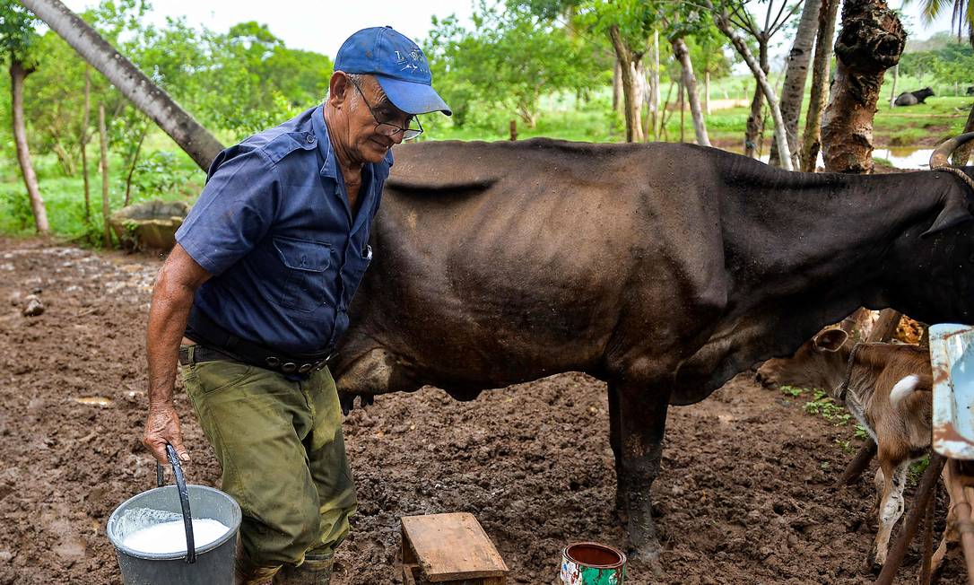 Produtor rural carrega balde de leite em sua fazenda em Batabano, província de Mayabeque, Cuba Foto: YAMIL LAGE / AFP