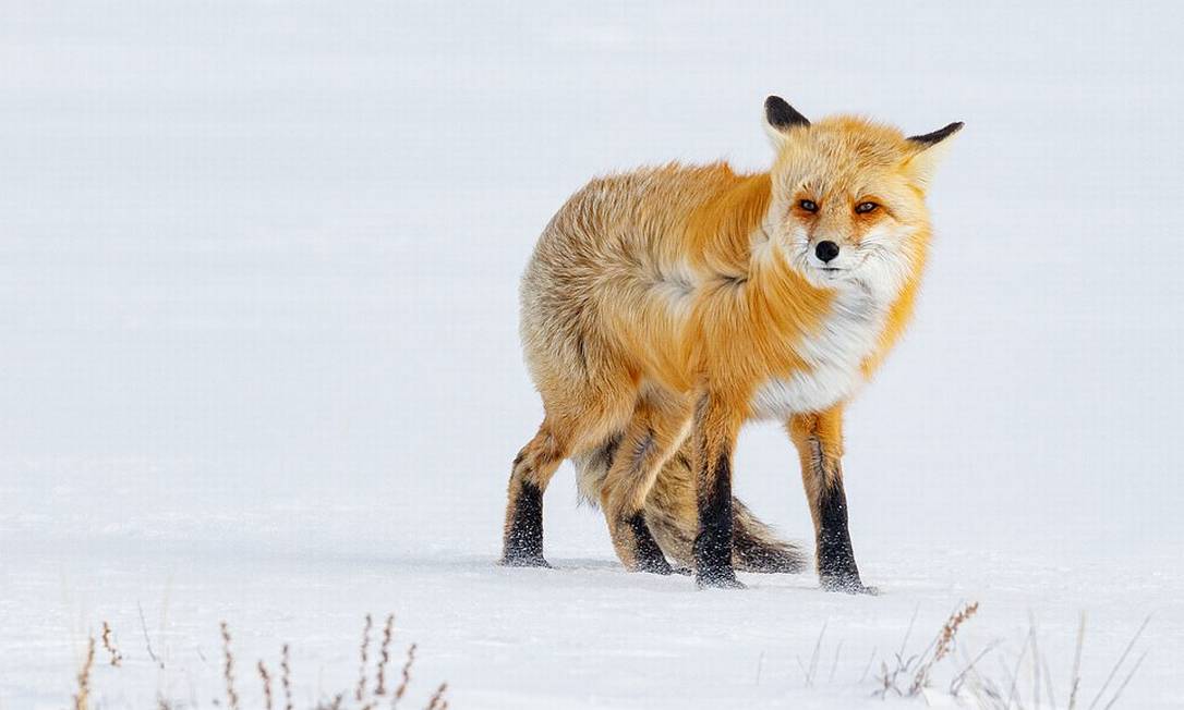 Essa raposa enfrentando o frio gelado no Yellowstone National Park, nos Estados Unidos, foi registrada pela fotógrafa Louise Moon Foto: Louise Moon / Shackleton/Divulgação