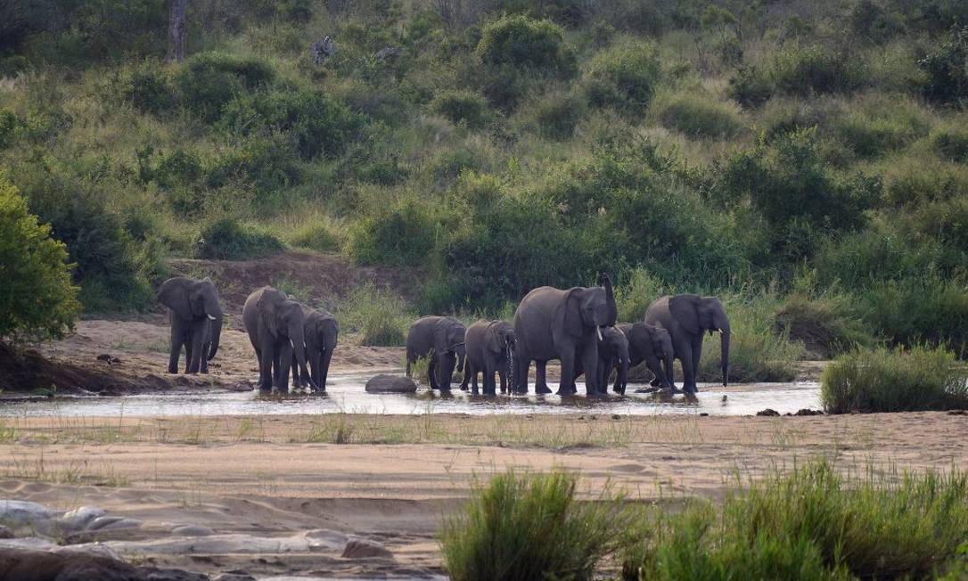 Manada de elefantes no Parque Nacional Kruger, na África do Sul Foto: Frédéric Soltan / Corbis via Getty Images