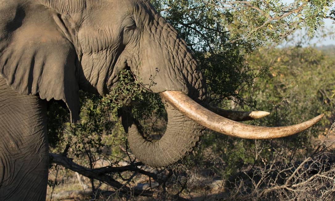 Elefante no Parque Nacional Kruger Foto: Godong / Universal Images Group via Getty