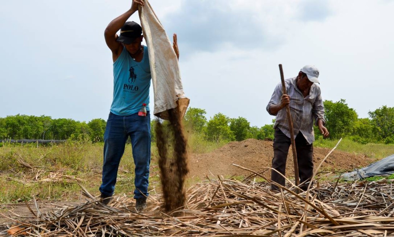 Migrantes da América Central trabalham na compostagem do programa "Semeando Vida". O Programa já forneceu trabalho a 450.000 agricultores, com um salário de 252 dólares mensais, e que já plantou 700 milhões de plantas Foto: JOSE TORRES / REUTERS