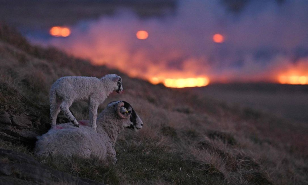 Ovelhas escalam a encosta durante incêndio na charneca de Marsden, perto de Huddersfield, no norte da Inglaterra Foto: OLI SCARFF / AFP