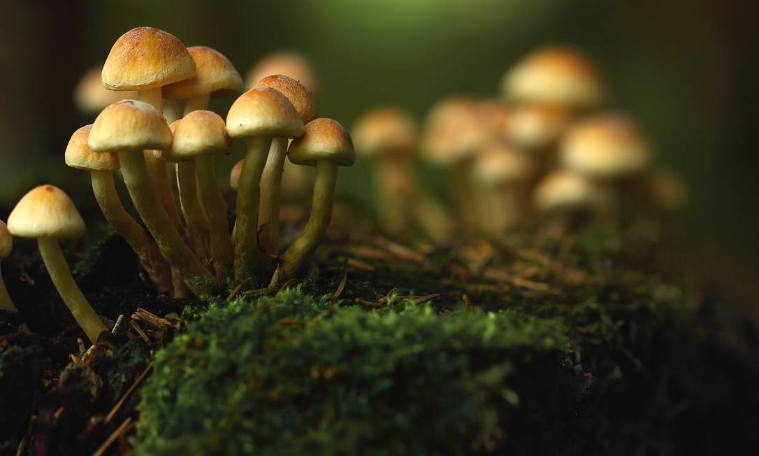 Cogumelos com psilocibina estão sendo estudados no mundo todo para tratamentos de depressão e ansiedade Foto: Shutterstock
