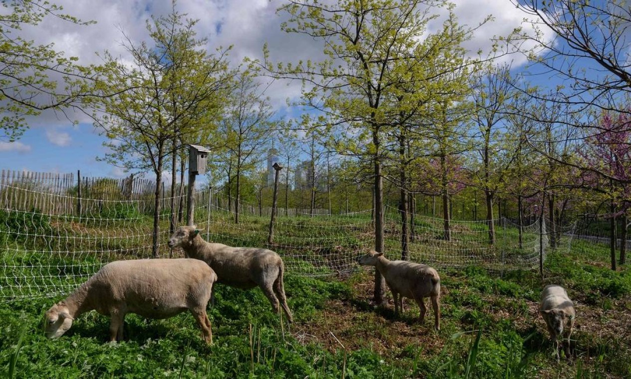 Mas, antes dos visitantes chegarem, a ilha era todinha de cinco ovelhas, levadas para lá para ajudar a aparar a grama Foto: ANGELA WEISS / AFP