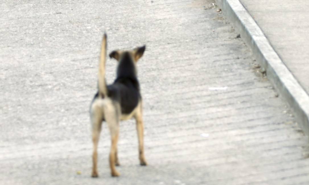 Cachorro vira-lata em rua do Rio Foto: Gabriel de Paiva/29.06.2018 / Agência O Globo