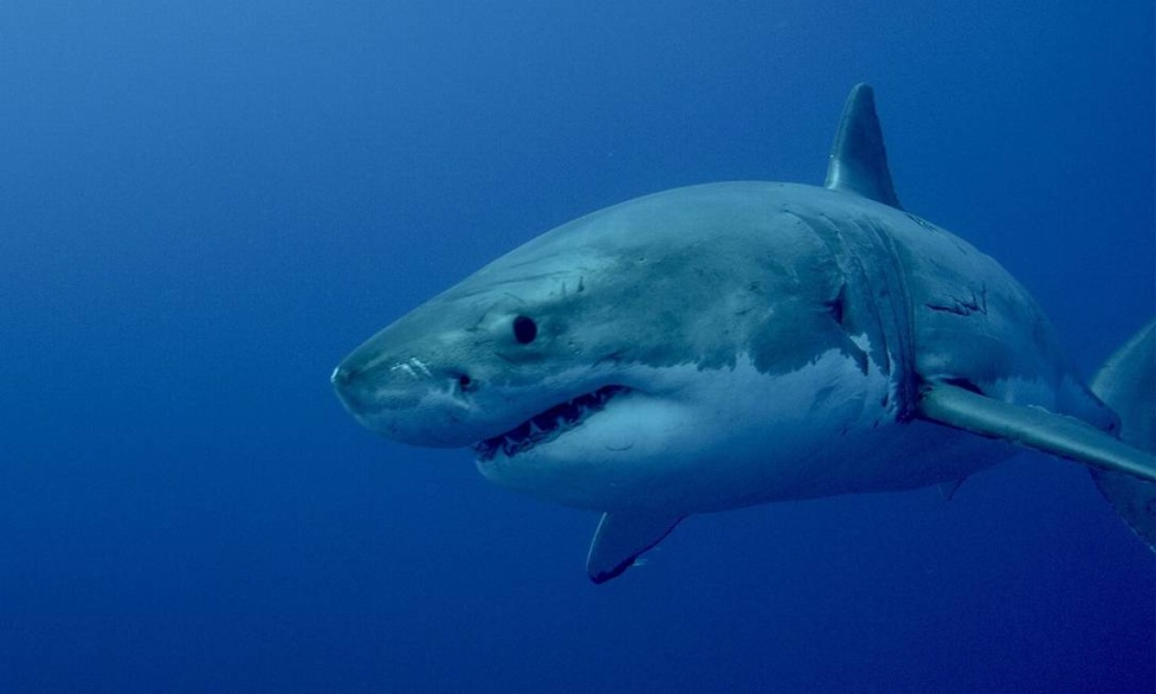 Descubra os locais com maior ocorrência de ataques de tubarão no mundo