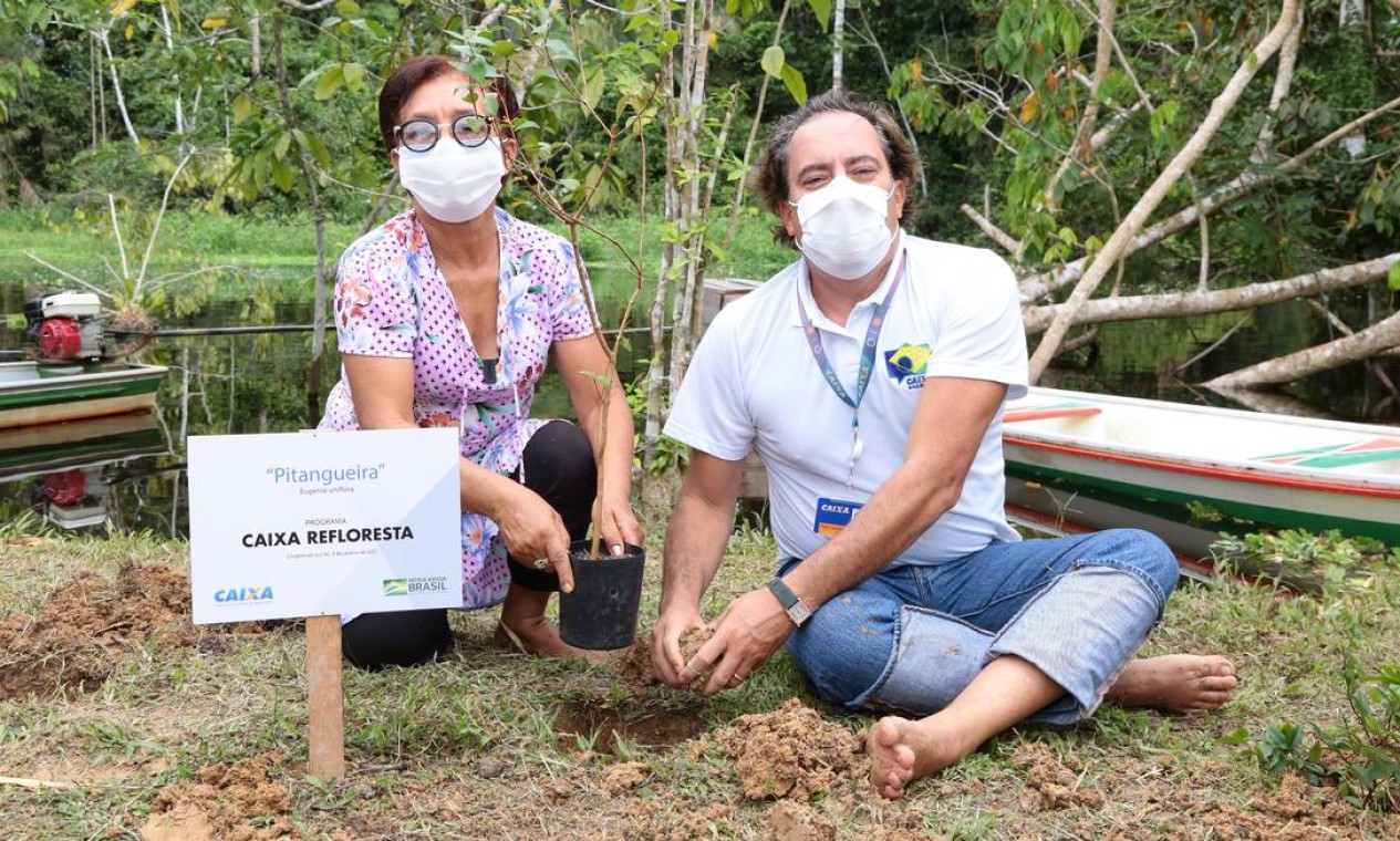 Pedro Guimarães ajuda a plantar uma árvore em Cruzeiro do Sul, no Acre. Foto: Caixa / Divulgação