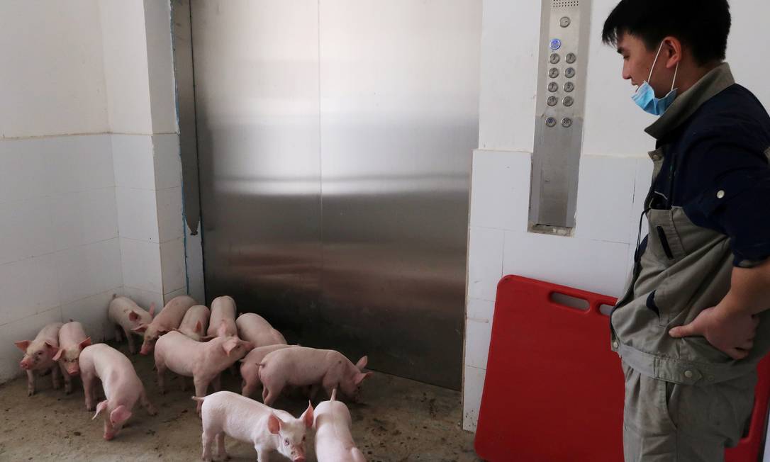 Dentro da fazenda vertical Guangxi Yangxiang, na China, os porcos são transportador por elevador Foto: Dominique Patton / Reuters