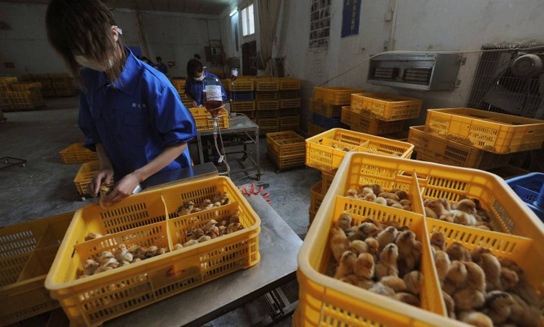 China registra primeiro caso de gripe aviária H10N3 em humano