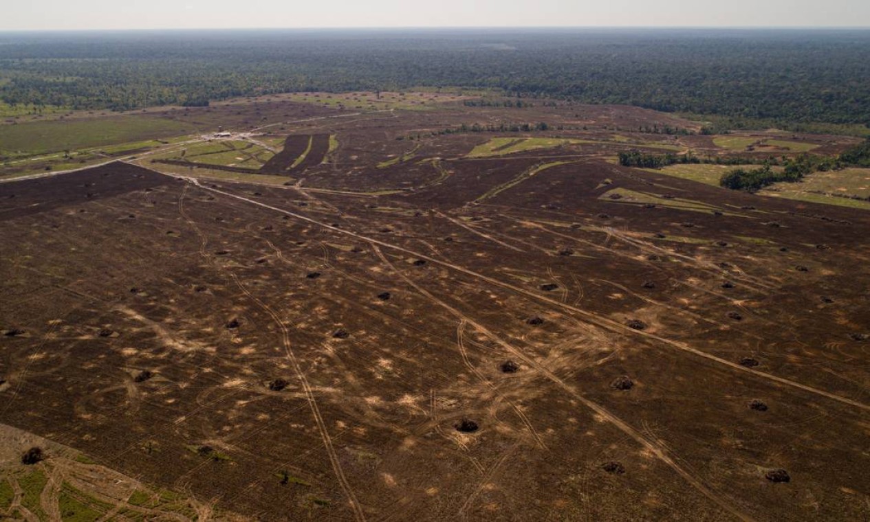 Grandes campos de desmatamento florestal próximo à BR-319 Foto: Brenno Carvalho / Agência O Globo