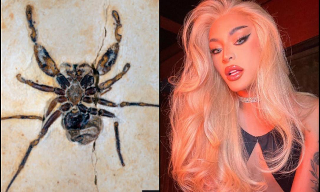 Fóssil de aranha encontrado no Ceará foi nomeado Cretapalpus vittari em homenagem à cantora Pabllo Vittar Foto: The Journal of Arachnology - 2021 (esquerda) / Instagram (direita)